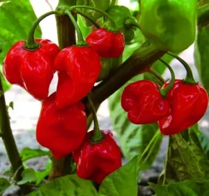 فلفل هابانيرو (Habanero pepper)