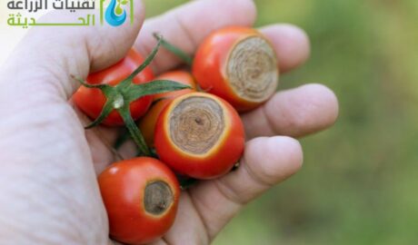 أهم الأمراض الفطرية لنبات الطماطم