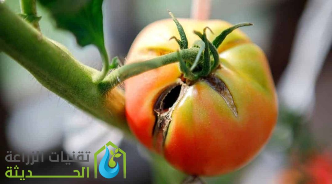 الأمراش الحشرية التي تصيب نبات الطماطم
