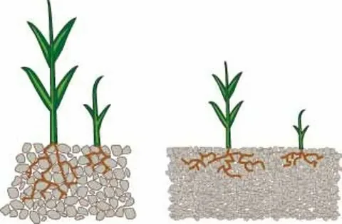 تأثير الحموضة والملوحة على نمو النباتات