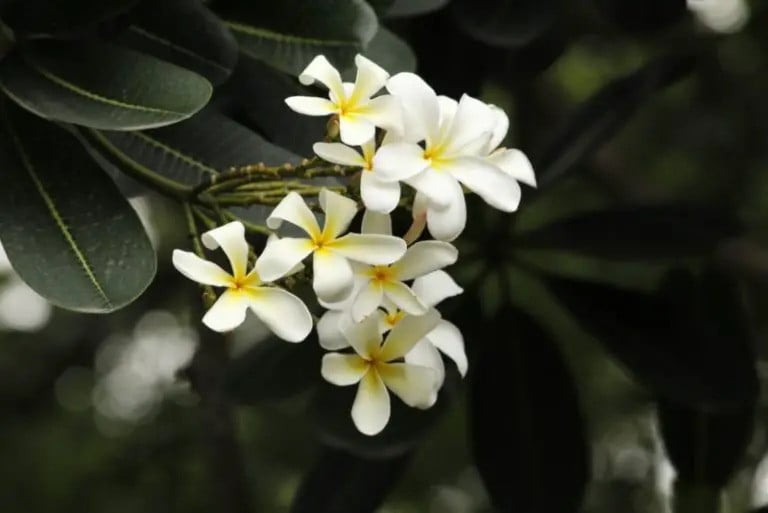 Plumeria stenophylla