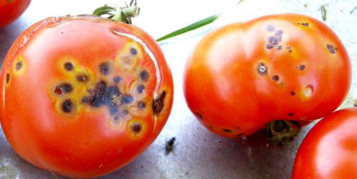 امراض الطماطم