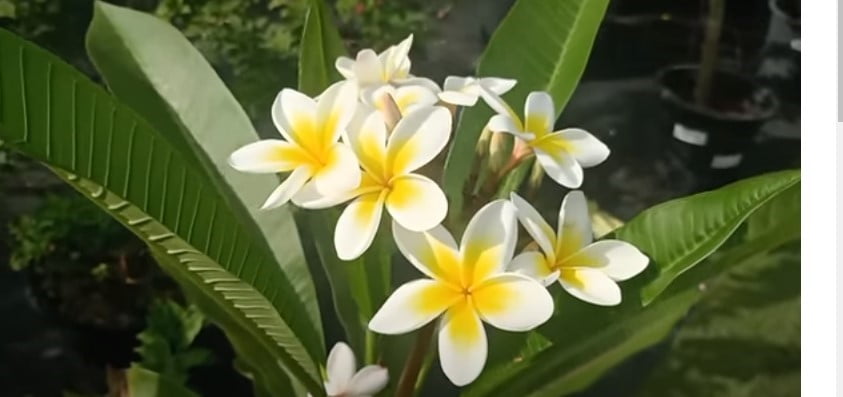 Plumeria