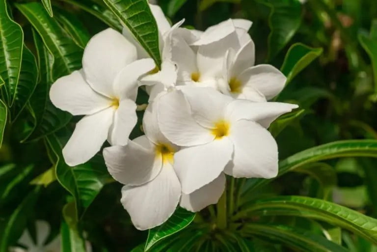 Plumeria pudica