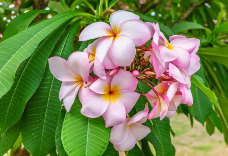 Plumeria rubra