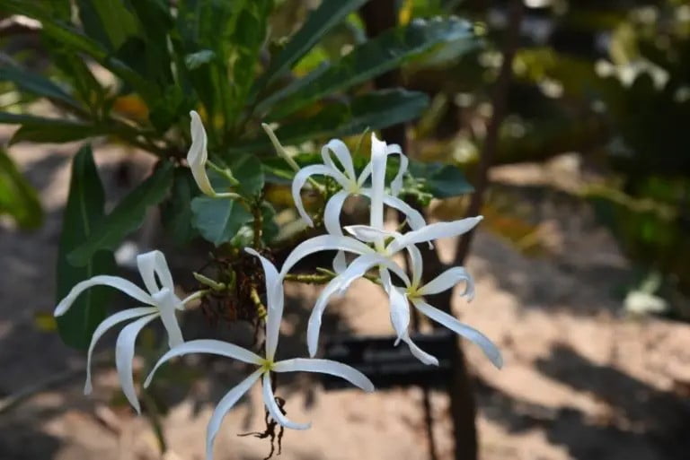 Plumeria Stenopetala