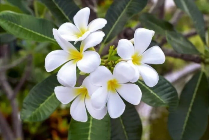 Plumeria obtusa