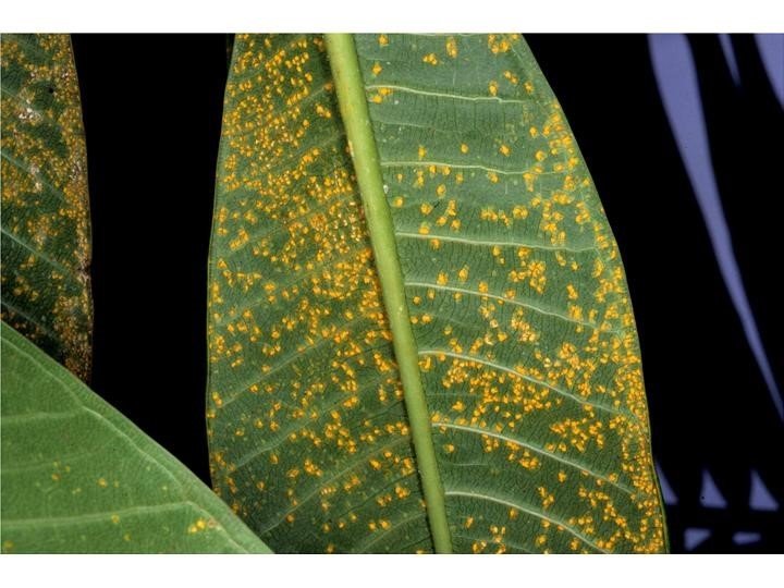 Plumeria Rust