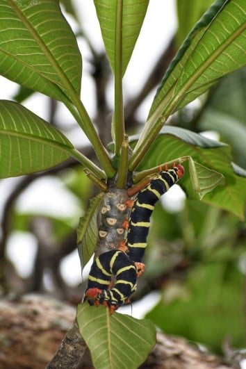 أبو الهول فرانجيباني (Pseudosphinx tetrio)