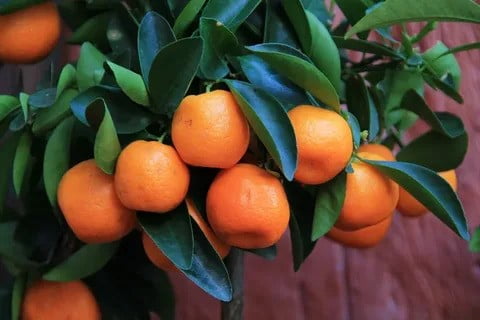 البرتقال الصغير 