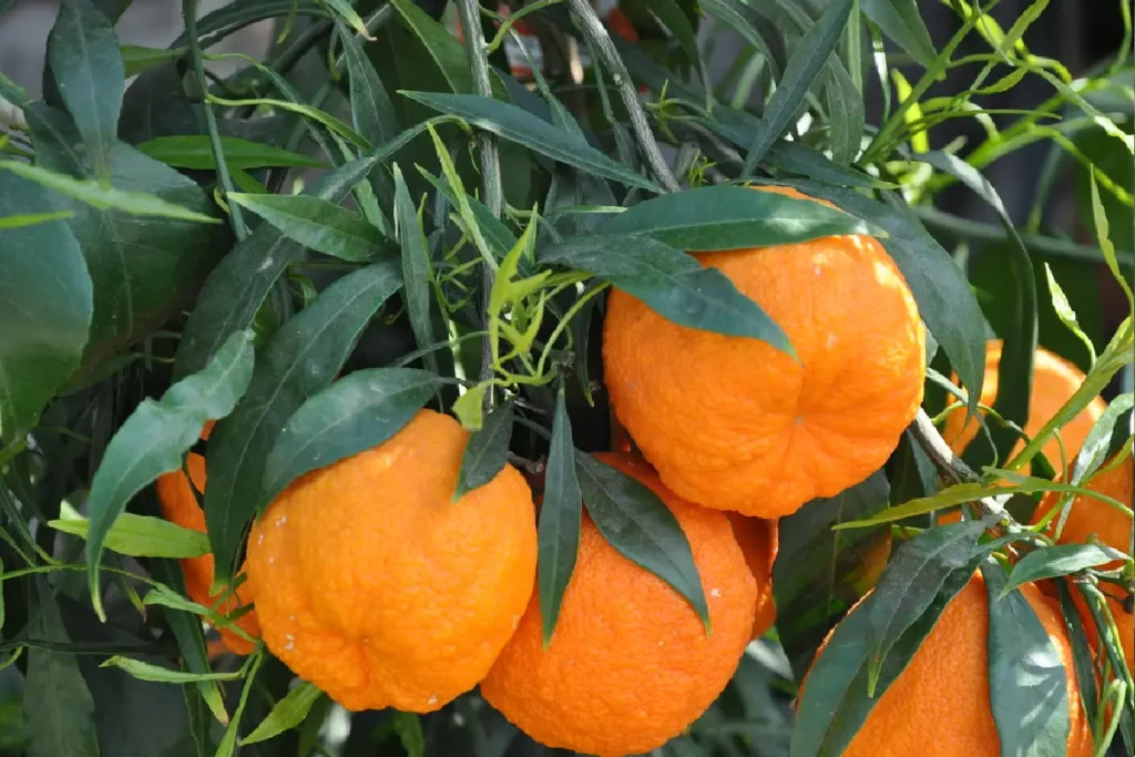 برتقال اشبيلية الحامض (النارنج)