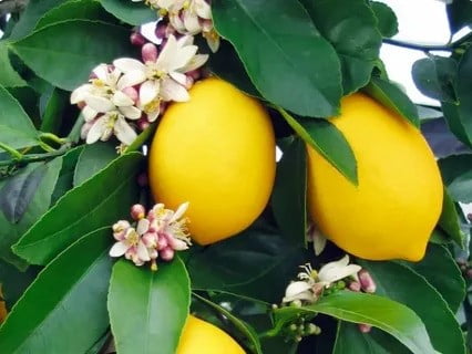 Meyer Lemon