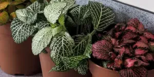 نبات فيتونيا