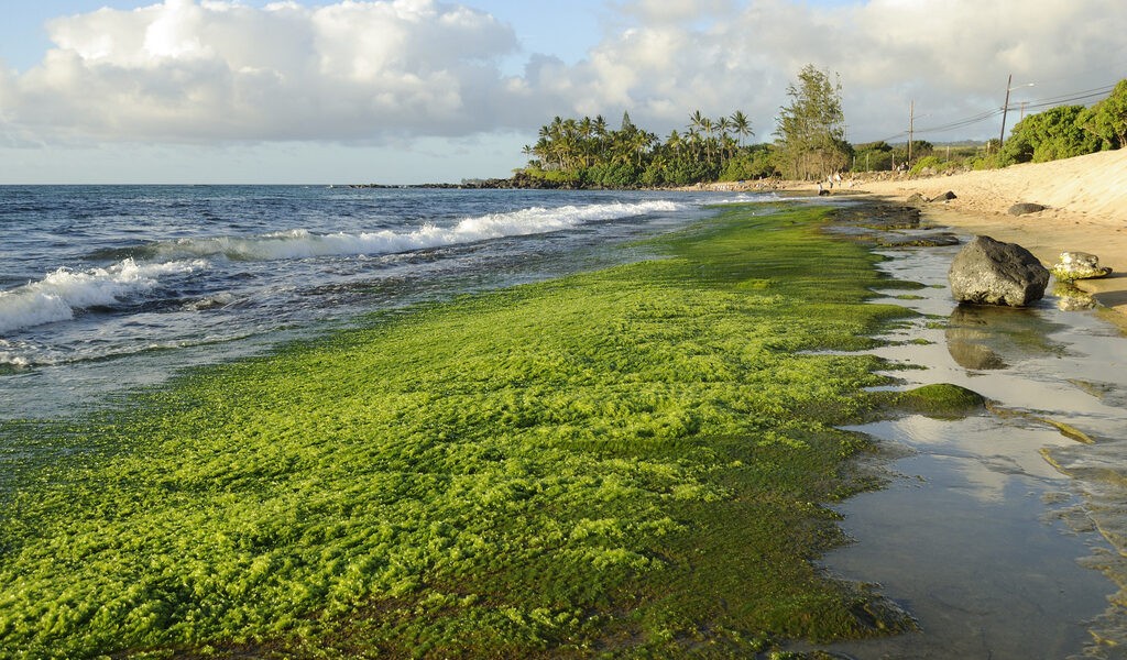 أهمية الطحالب البحرية للبنات