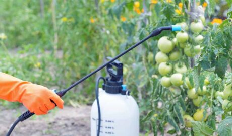 فترة الأمان للمبيدات الزراعية