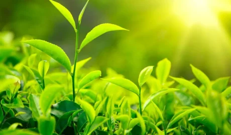 أهمية عنصر النتروجين للنبات