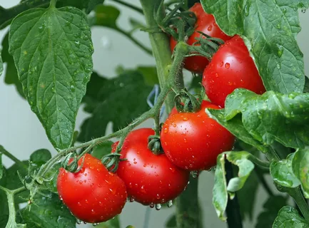 الطماطم من المحاصيل التي تزرع في فصل الخريف