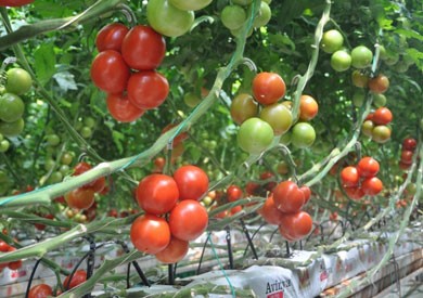 طريقة ترقيد نبات الطماطم 