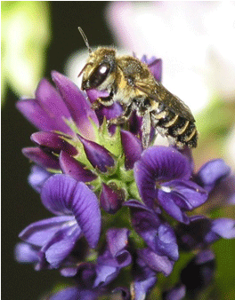 النحل قاطع أوراق البرسيم على إحدى الأزهار