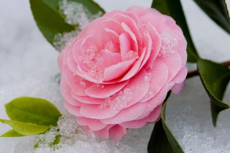 زهور الكاميليا في الثلوج