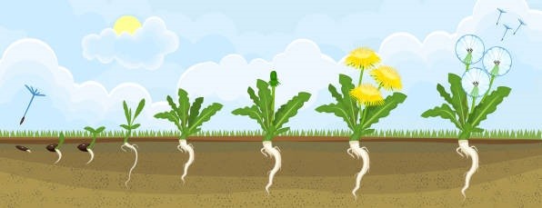 مراحل نمو نبات الهندباء