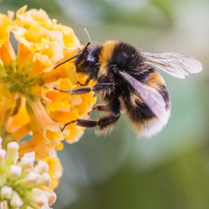 النحل الطنان يساهم في تلقيح الأزهار