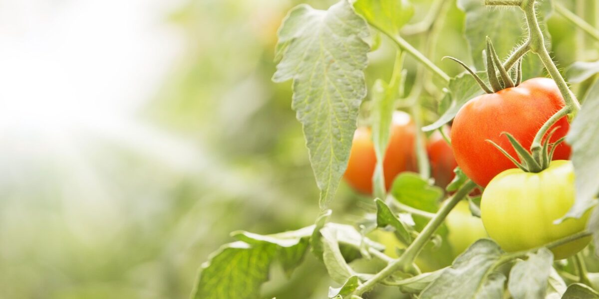 أعراض نقص العناصر الغذائية على الطماطم