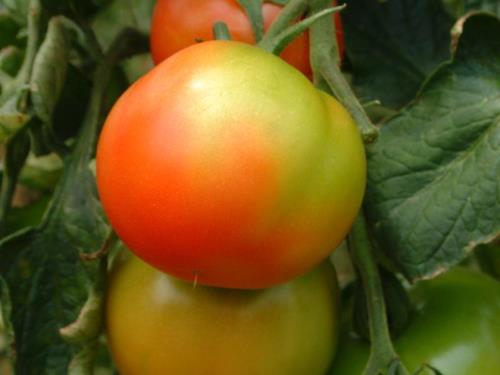 أعراض نقص البوتاسيوم على ثمار الطماطم