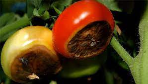 أعراض نقص الكالسيوم على ثمار الطماطم