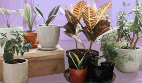 النباتات لتنقية الهواء