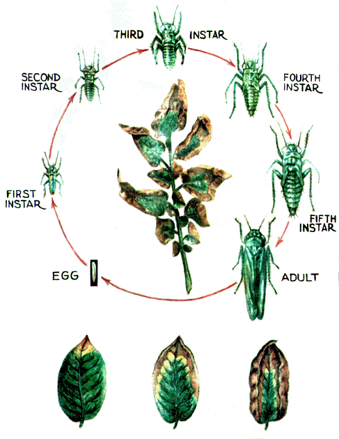 رسم توضيحي لدورة حياة حشرة نطاط الأوراق (الجاسيد)