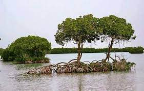 الجذور الهوائية في أشجار المانغروف