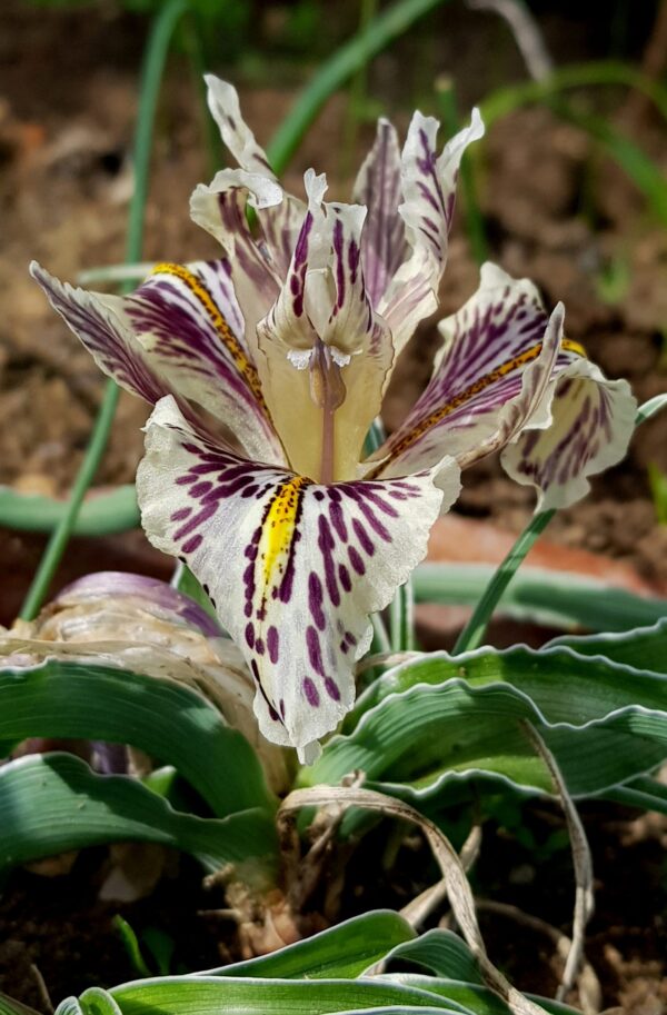 السوسن الإدومي (Iris edomensis)