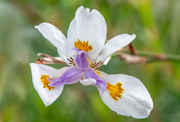  السوسن الإفريقي African Iris