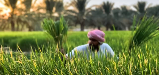 أهم المحاصيل الزراعية في المملكة العربية السعودية