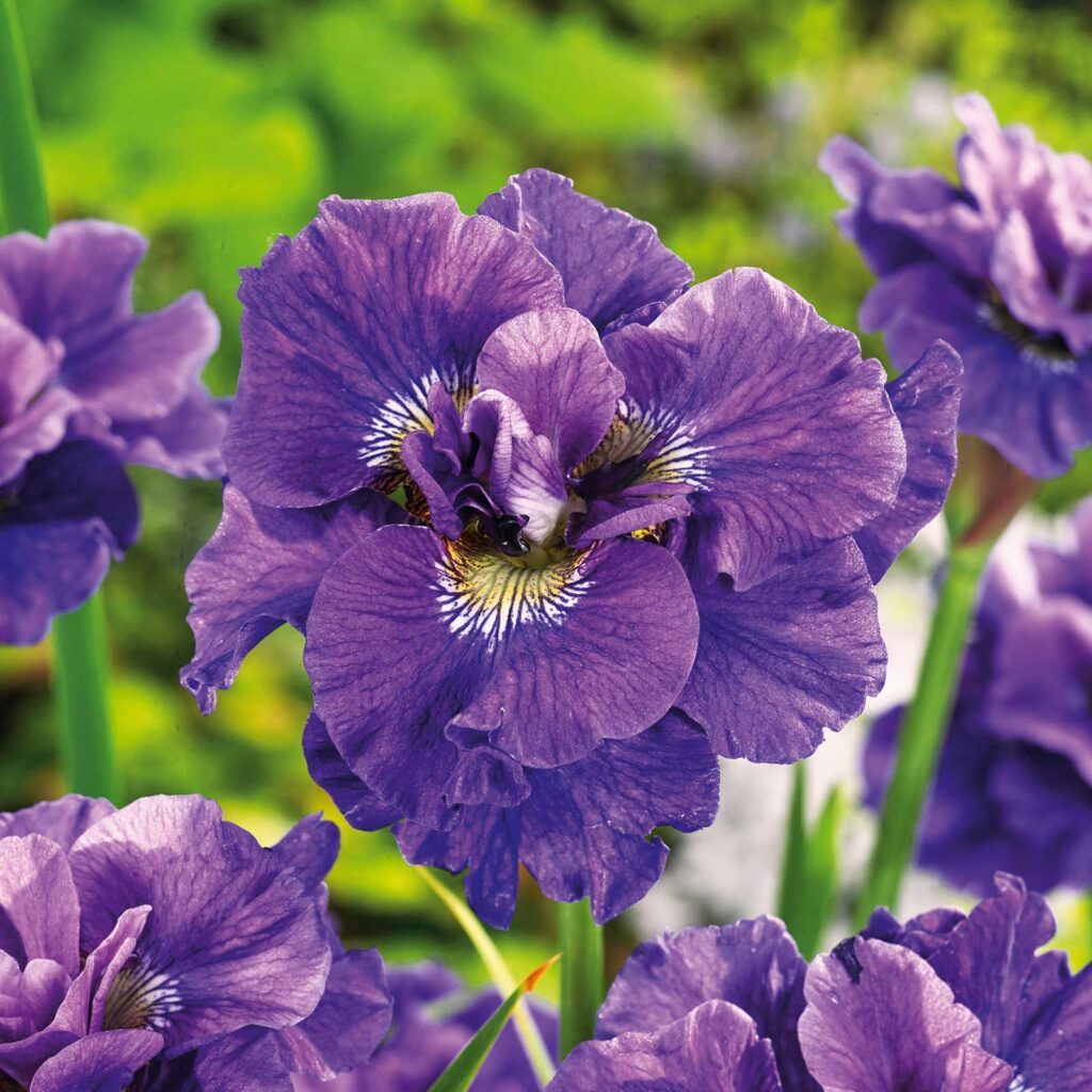 السوسن السيبيري (Siberian iris)