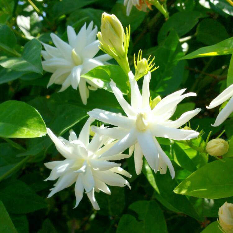فل  حسناء الهند (Jasminum sambac «Belle of India»):