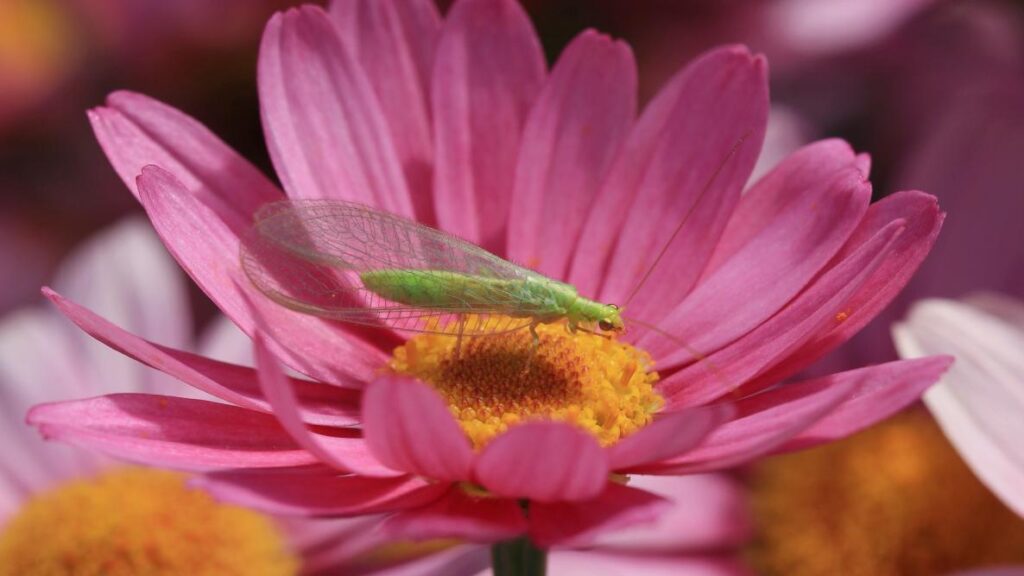 حشرة الأجنحة الخضراء على زهرة من حشرات نافعة للنبات