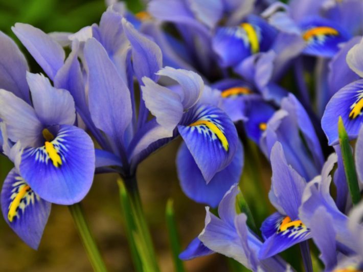 زهور السوسن الأزرق