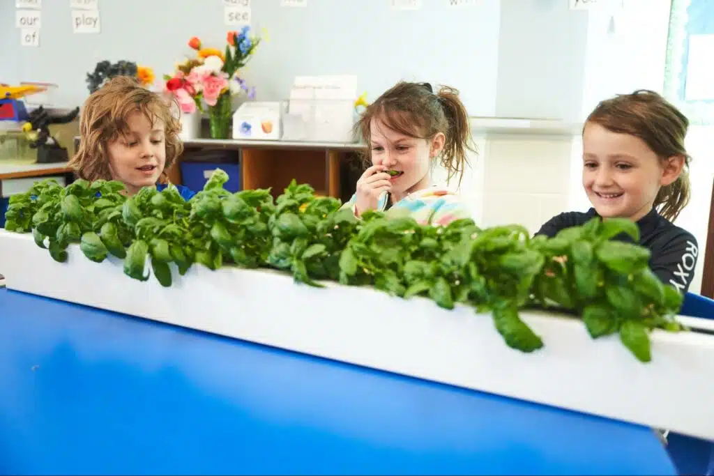 الأطفال يستكشفون النبات من خلال الزراعة المائية في الفصول الدراسية
