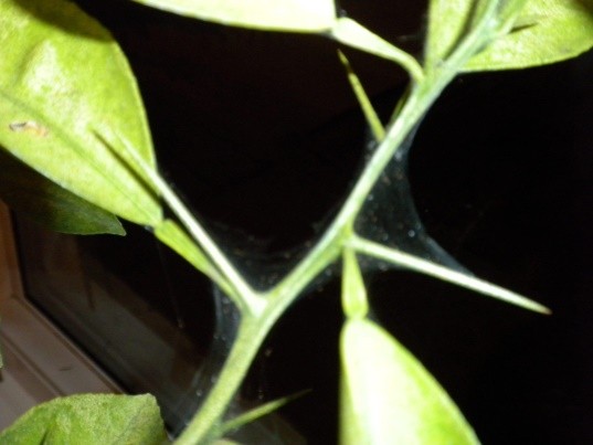 خيوط سوسة العنكبوت على نبات الجهنمية