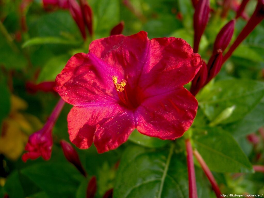 نبات شب الليل الأحمر Mirabilis jalapa 'Tea Time Red