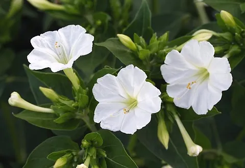 شب الليل ألبا (Mirabilis jalapa 'Alba')