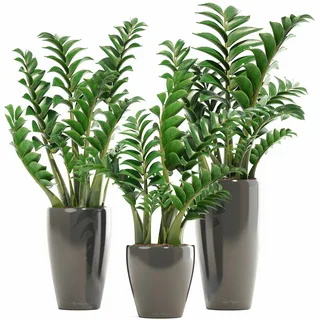 Zamia plant