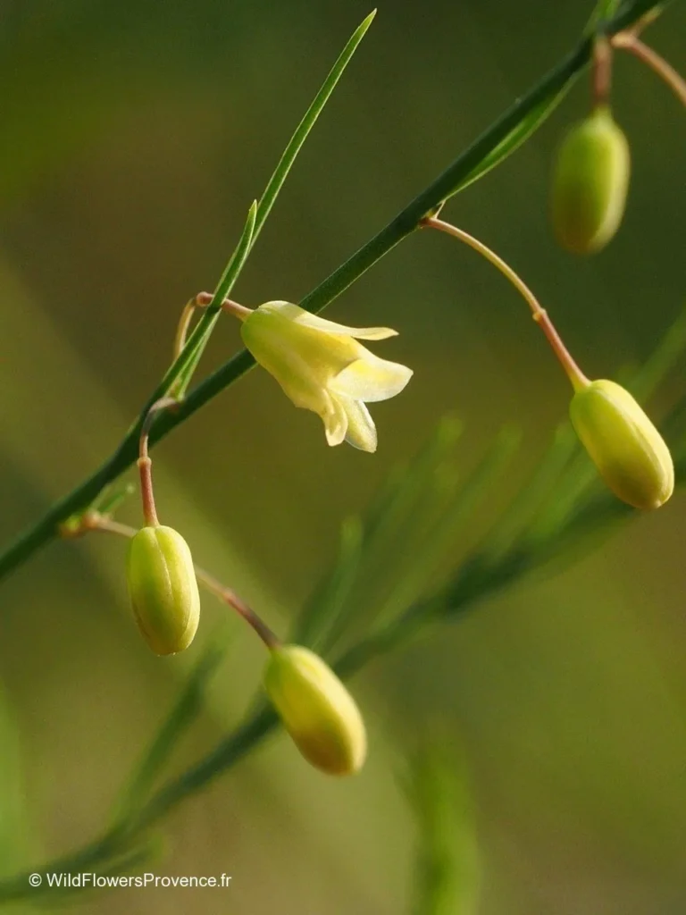 زهور الهليون