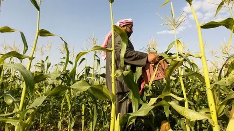 الزراعة الخريفية في المملكة العربية السعودية