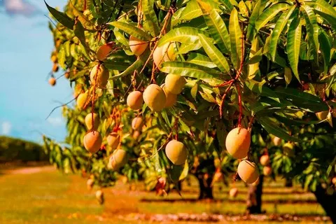 زراعة المانجو