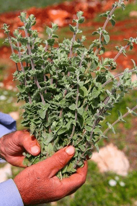 زراعة الزعتر عن طريق الفسائل