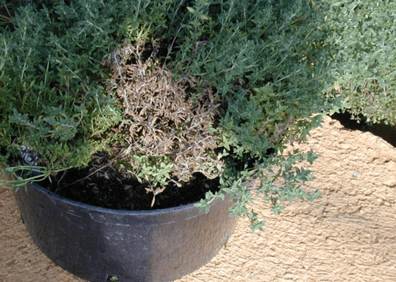 العفن الرمادي (Gray Mold) من امراض الزعتر