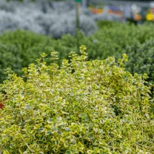 زعتر الليمون